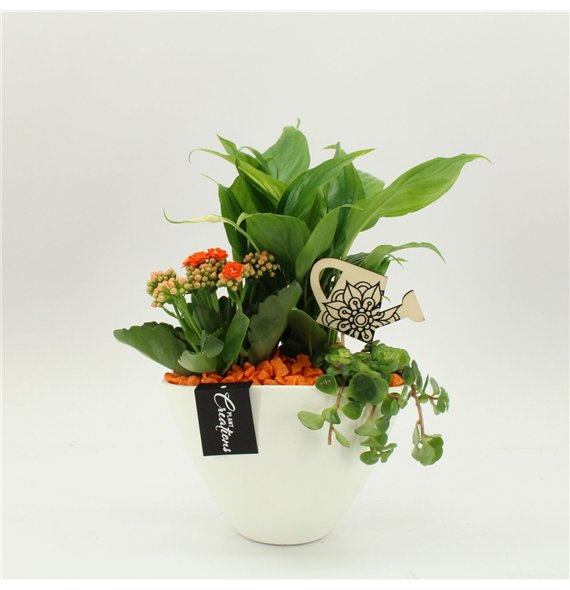 Nasad FDCR-2610OR Basic Fundamentals 3 pp 40cm 18cm Q557