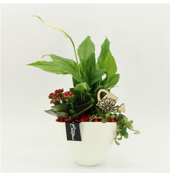 Nasad FDCR-2610R Basic Fundamentals 3 pp 40cm 18cm Q558