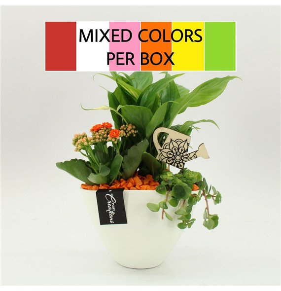 Nasad FDCR-2610M Basic Fundamentals 3 pp 40cm 18cm Q559