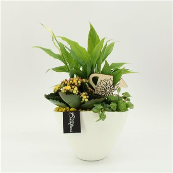 Nasad FDCR-2610G Basic Fundamentals 3 pp 40cm 18cm Q560