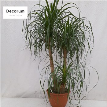 Nolina Beaucarnea recurvata branched 19 cm 3 stems plnt 45cm 19cm Q707