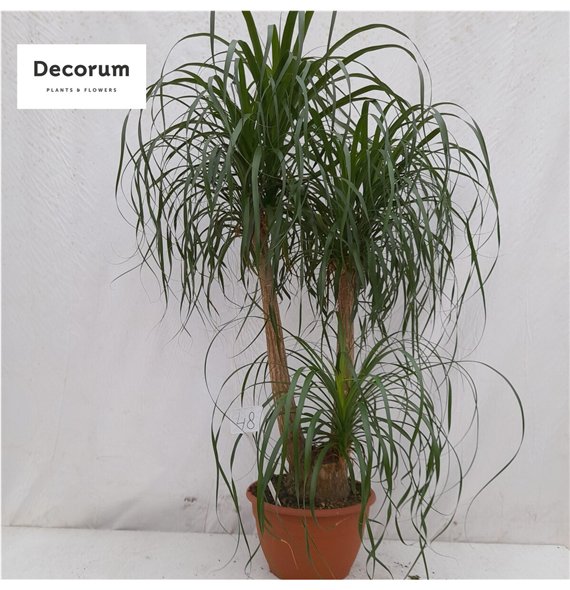 Nolina Beaucarnea recurvata branched 19 cm 3 stems plnt 45cm 19cm Q707