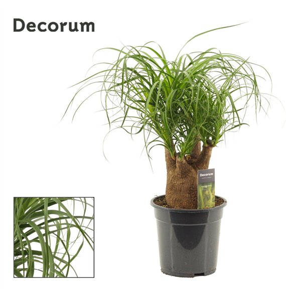 Nolina Beaucarnea recurvata branched 19 cm (Decorum) 3 stems plnt 45cm 19cm Q727