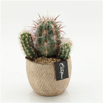 Nasad cactus CTCR-2603 Kaktus Essentials 1 pp 35cm 14cm Q926