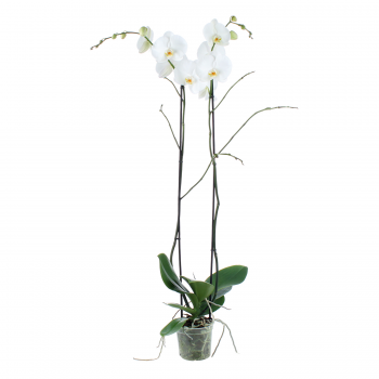 Orhideja Phalaenopsis 'King' F00002865