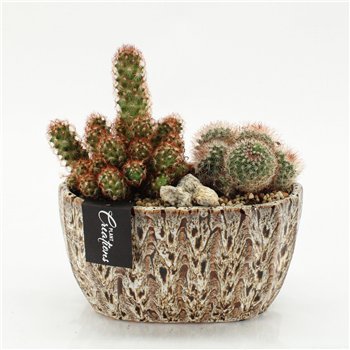 Nasad cactus CTCR-2610 Kaktus Essentials 2 pp 30cm 20cm Q944