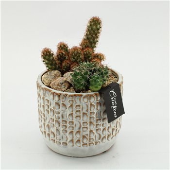 Nasad cactus CTCR-2601 Kaktus Essentials 2 pp 30cm 14cm Q951