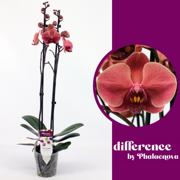Orhideja Phalaenopsis 'October Forest' F00000258