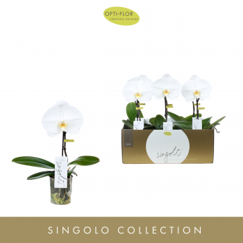 Orhideja Phalaenopsis 'Singolo Tosha' F00002907