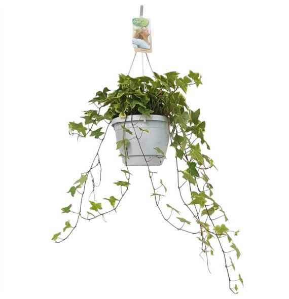 Hedera helix mix geel bont geelbont - hangpot wit  basic40 44 cm 17 pp 40cm 17cm Q3457