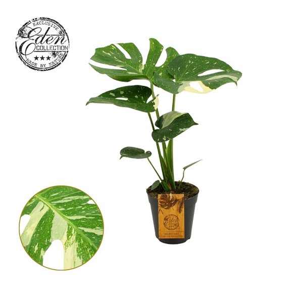 Monstera deliciosa thai constellation Thai 15cm 3 pp 50cm 15cm Q3916