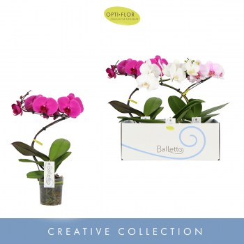 Orhideja Phalaenopsis Balletto mix F00002320
