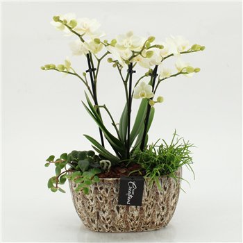 Orhideja Phalaenopsis PHAL-2604 creatie 3 pp 50cm 20cm Q4561