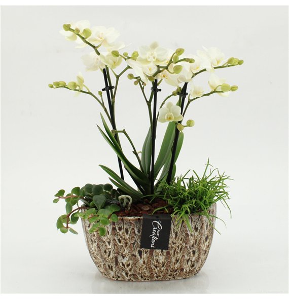 Orhideja Phalaenopsis PHAL-2604 creatie 3 pp 50cm 20cm Q4561