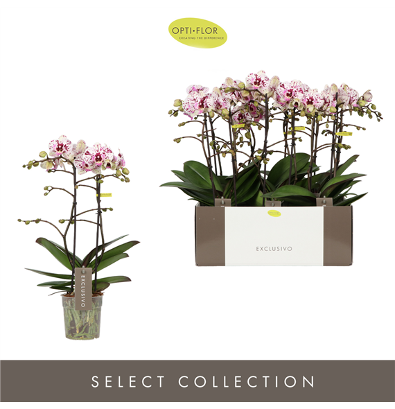 Orhideja Phalaenopsis Multiflora 'Exclusivo Athena' F00002445