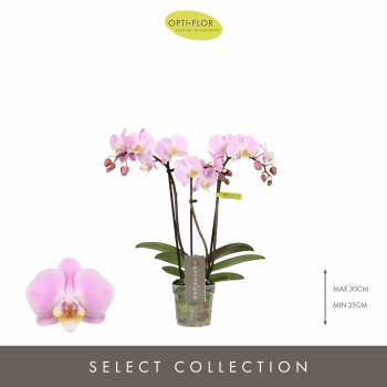 Orhideja Phalaenopsis Multiflora 'Fenna' F00004445