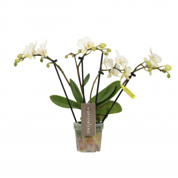 Orhideja Phalaenopsis Multiflora 'Theatro Funk' F00002306
