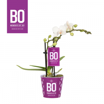 Orhideja Phalaenopsis Multiflora Bo Collection 'Sweety' F00005119