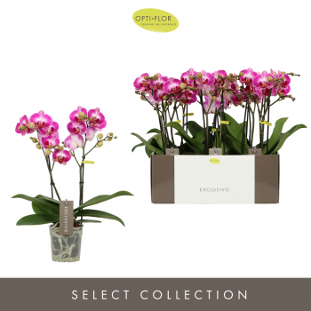 Orhideja Phalaenopsis Multiflora Exclusivo 'Bing' F00002449