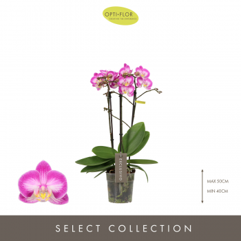 Orhideja Phalaenopsis Multiflora Exclusivo 'Cupido' F00004449