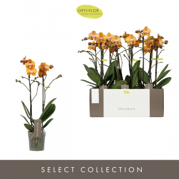 Orhideja Phalaenopsis Multiflora Exclusivo 'Las Vegas Gold' F00002464