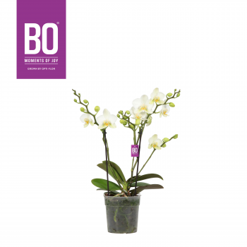 Orhideja Phalaenopsis Multiflora Flora BO Collection White F00002299