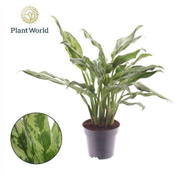 Aglaonema Juliette 2 pp 50cm 14cm Q109