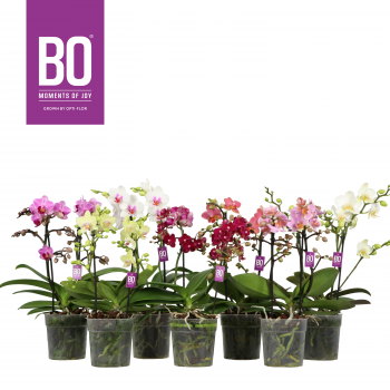 Orhideja Phalaenopsis Multiflora Flora BO Collection mix F00002300