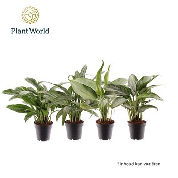 Aglaonema mix mixed 2 pp 35cm 12cm Q120