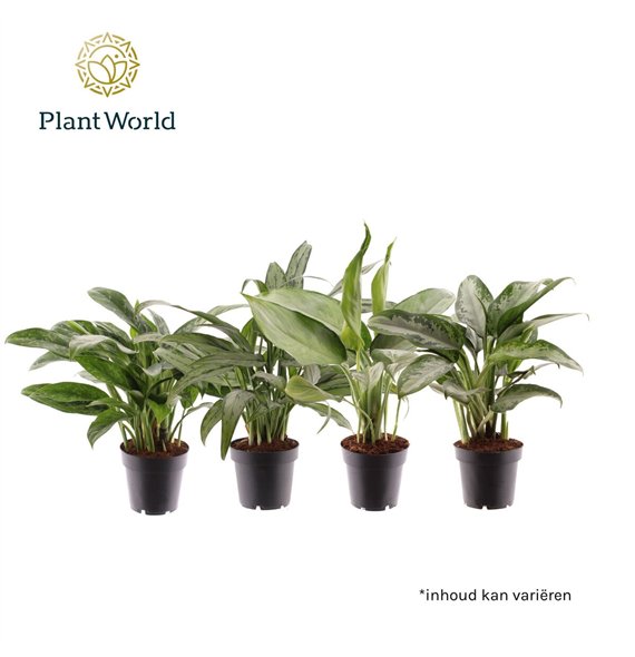 Aglaonema mix mixed 2 pp 35cm 12cm Q120