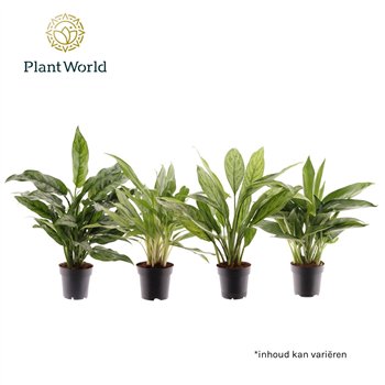 Aglaonema mix mixed 2 pp 35cm 14cm Q121
