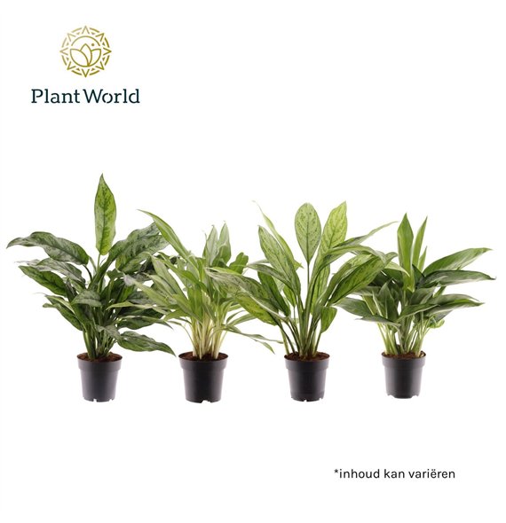 Aglaonema mix mixed 2 pp 35cm 14cm Q121