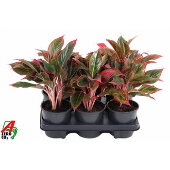 Aglaonema Siam Red2 pp 30cm 13cm Q136