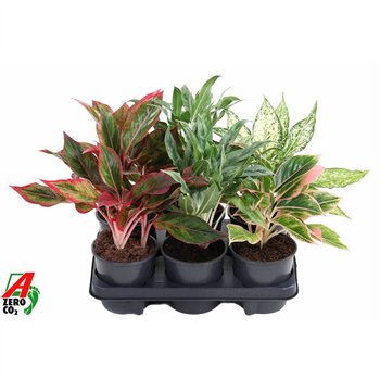 Aglaonema mix Mix aglaonema1 pp 40cm 13cm Q138