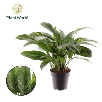 Aglaonema green lady Green Lady 3 pp 35cm 14cm Q140