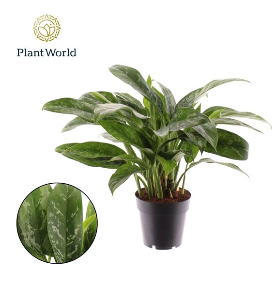Aglaonema green lady Green Lady 3 pp 35cm 14cm Q140