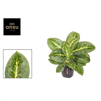 Aglaonema lemon mint Lemon Mint 1 pp 40cm 12cm Q142