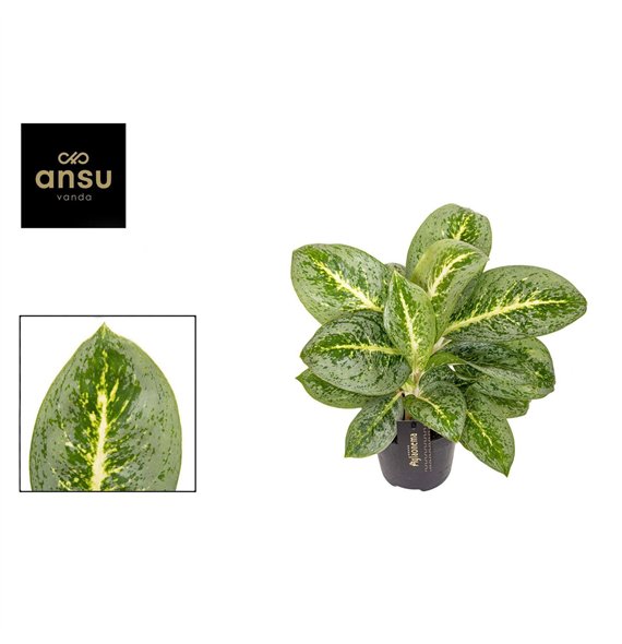 Aglaonema lemon mint Lemon Mint 1 pp 40cm 12cm Q142