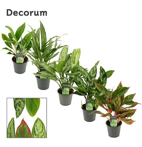 Aglaonema Mix 12cm 35cm 12cm Q155
