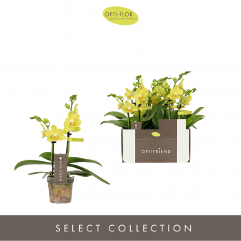 Orhideja Phalaenopsis Multiflora Optifriend Vayenne F00002307