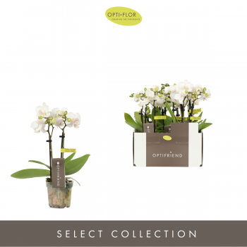 Orhideja Phalaenopsis Multiflora Optifriend White F00002308