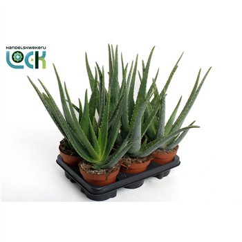 Aloe vera 32cm 14cm Q229