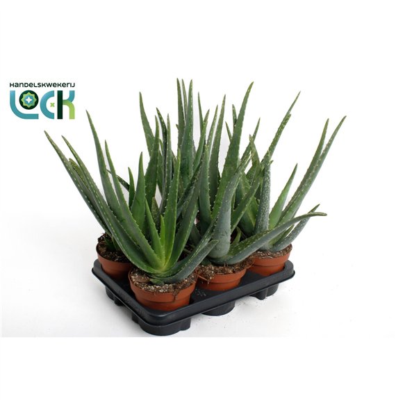 Aloe vera 32cm 14cm Q229