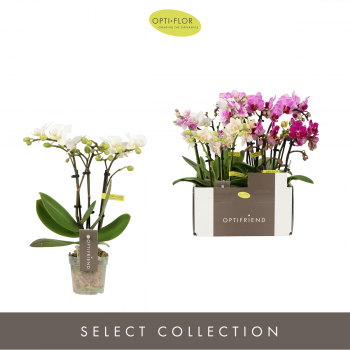 Orhideja Phalaenopsis Multiflora Optifriend mix F00002256