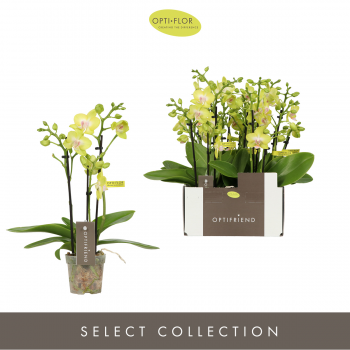 Orhideja Phalaenopsis Multiflora Optifriend Yellow F00002411