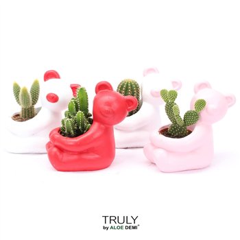 Kaktus mix TRULY  Bear 1 pp 15cm 14cm Q288