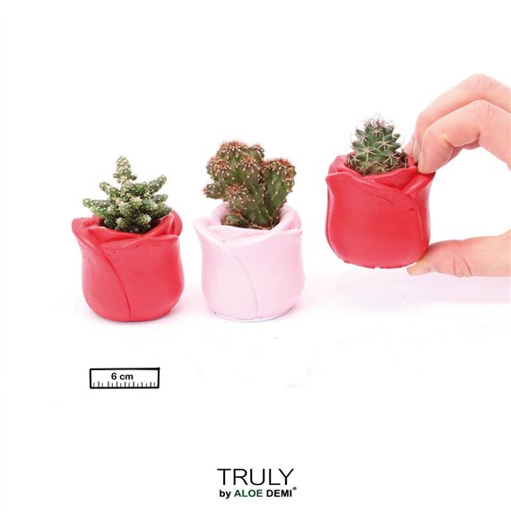 Kaktus mix TRULY  Rose mini 1 pp 8cm 6cm Q310