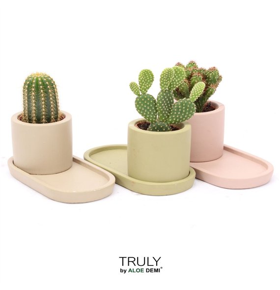 Kaktus mix TRULY  plateau 1 pp 12cm 26cm Q321