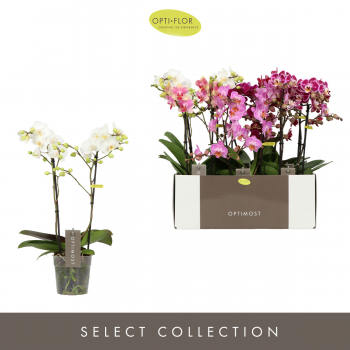 Orhideja Phalaenopsis Multiflora Optimost mix F00002861