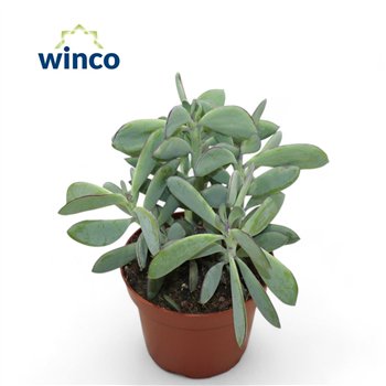 Senecio crassissimus Crassisimus 20cm 13cm Q362